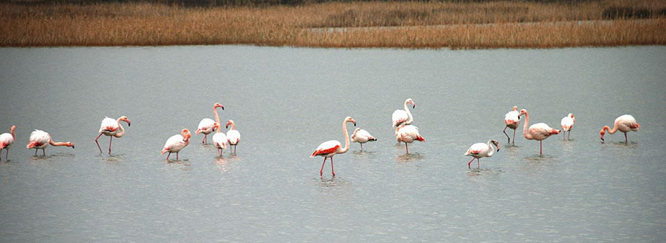 Amvrakikos Gulf birdlife