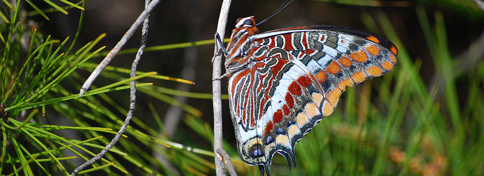 Butterfly, Tzoumerka mountain