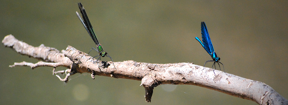 Wildlife Photography, Metsovo